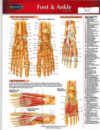 PERMACHARTS - Foot & Ankle (1 Panel)