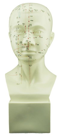Head Model (Real Size), Number+Chinese