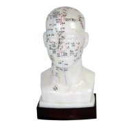 Head Model (20cm), Number + Chinese