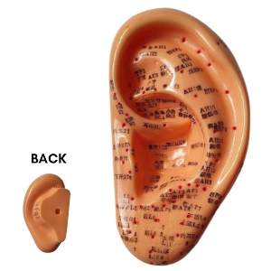 EAR ACUPUNCTURE MODEL 13 CM (EN & CN)
