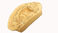Ear Acupuncture Model - 5" with English Number and Chinese