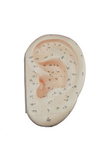 Ear Acupuncture Model (16") with English number and Chinese designation