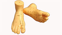 6'' Massage Foot Model with Reflex Points - Chinese name only , 13cm按摩足模型