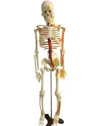 Medium Skeleton 85CM tall,with heart, vessel, 85CM人体骨骼模型（带心脏、血管）