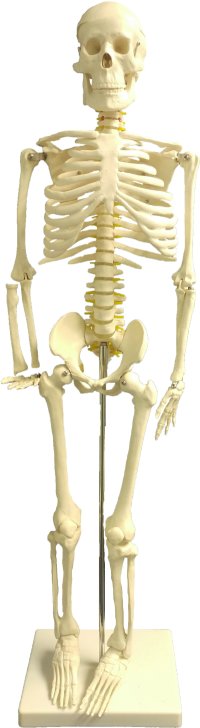Medium Skeleton 85CM tall w/Nerves and Vertebral Arteries, 85CM人体骨骼模型（带椎间盘、神经根）