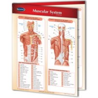 PERMACHARTS - MUSCULAR SYSTEM (2 PANEL)