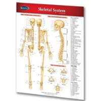 PERMACHARTS - Skeletal System (1 Panel)