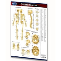 PERMACHARTS - Skeletal System (Poster)