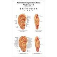 Auricular Acupuncture Point Wall Chart(English-Chinese)（英汉对照）
