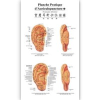 Auricular Acupuncture Point Wall Chart(French-Chinese)实用耳针穴位挂图（法汉对照）