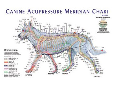 Canine Acupressure Meridian Chart