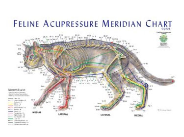 Feline Acupressure Meridian Chart