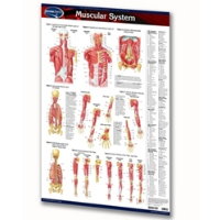 PERMACHARTS - MUSCULAR SYSTEM (POSTER)