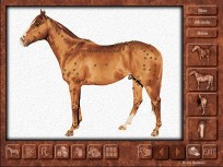 Practical Acupuncture for Horses CD-ROM