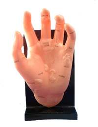 7" Hand Model Illustrating Organs on A Wooden Stand
