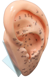 EAR ACUPUNCTURE MODEL 22 CM (EN & CN)