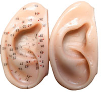 2.75" Ear Model (2 Left ears)