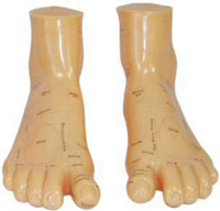6.5" MASSAGE FOOT MODEL