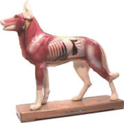 Coloured Dog Model