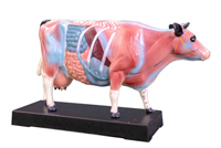 Colored Cattle Acupuncture Model