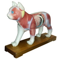 Cat Acupuncture Model