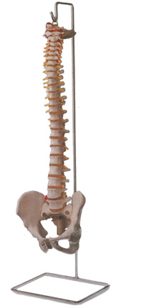 Life-size Vertebral Column