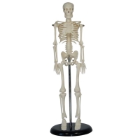MINI SKELETON 42CM TALL