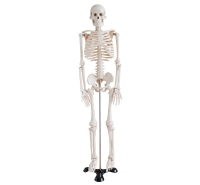 Medium Skeleton (85cm) 人體骨骼模型