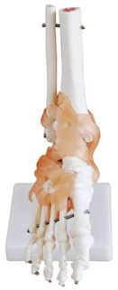 LIFE-SIZE FOOT JOINT WITH LIGAMENTS