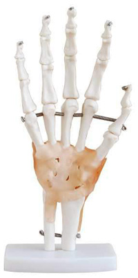 Life Size Hand Joint With Ligaments