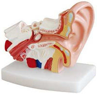 Desktop Ear Model