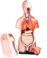 Anatomical Model- 45CM Unisex Torso 23 Parts