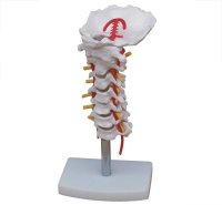Anatomical Model - 7-pcs Cervical Vertebra Arteria Spine Spinal Nerves