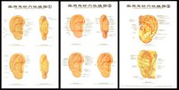 Practical Wall Chart of Acupoints for Ear Acupuncture 實用耳針穴位掛圖