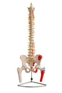 Anatomical Model - VERTEBRAL COLUMN W/ PELVIS & FEMURHEADS & PAINTED MUSCLES